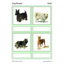 Dog Breeds