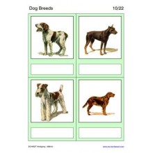 Dog Breeds