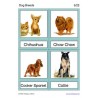 Dog Breeds