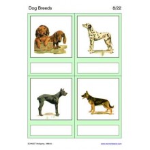 Dog Breeds