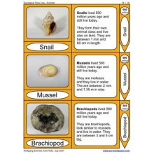 Geological Time Line (This article is also available in German)