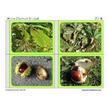 Horse-Chestnuts (This article is also available in German)
