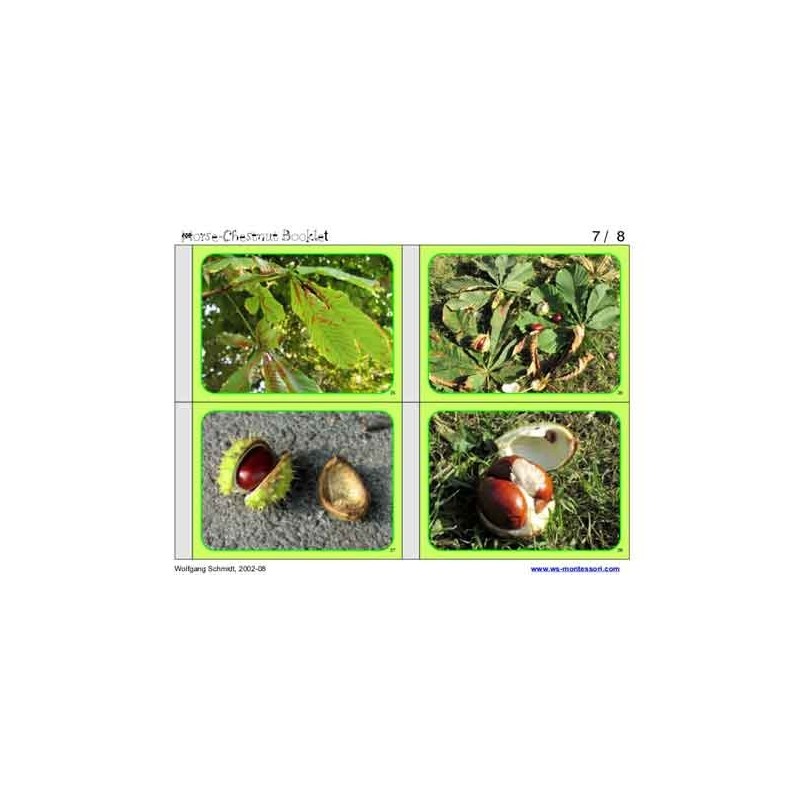 Horse-Chestnuts (This article is also available in German)