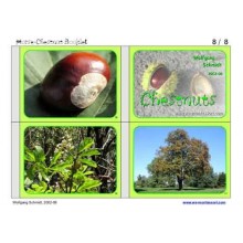 Horse-Chestnuts	 (Dieser Artikel ist auch in deutsch erhältlich)