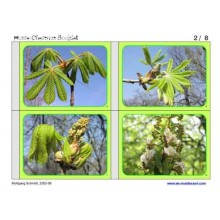 Horse-Chestnuts	 (Dieser Artikel ist auch in deutsch erhältlich)