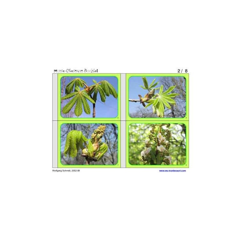 Horse-Chestnuts	 (Dieser Artikel ist auch in deutsch erhältlich)