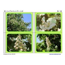 Horse-Chestnuts	 (Dieser Artikel ist auch in deutsch erhältlich)