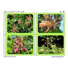 Horse-Chestnuts (This article is also available in German)