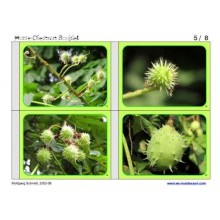 Horse-Chestnuts (This article is also available in German)