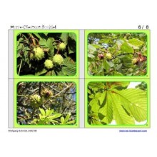 Horse-Chestnuts (This article is also available in German)