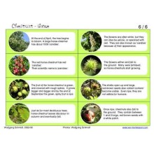 Horse-Chestnuts (This article is also available in German)