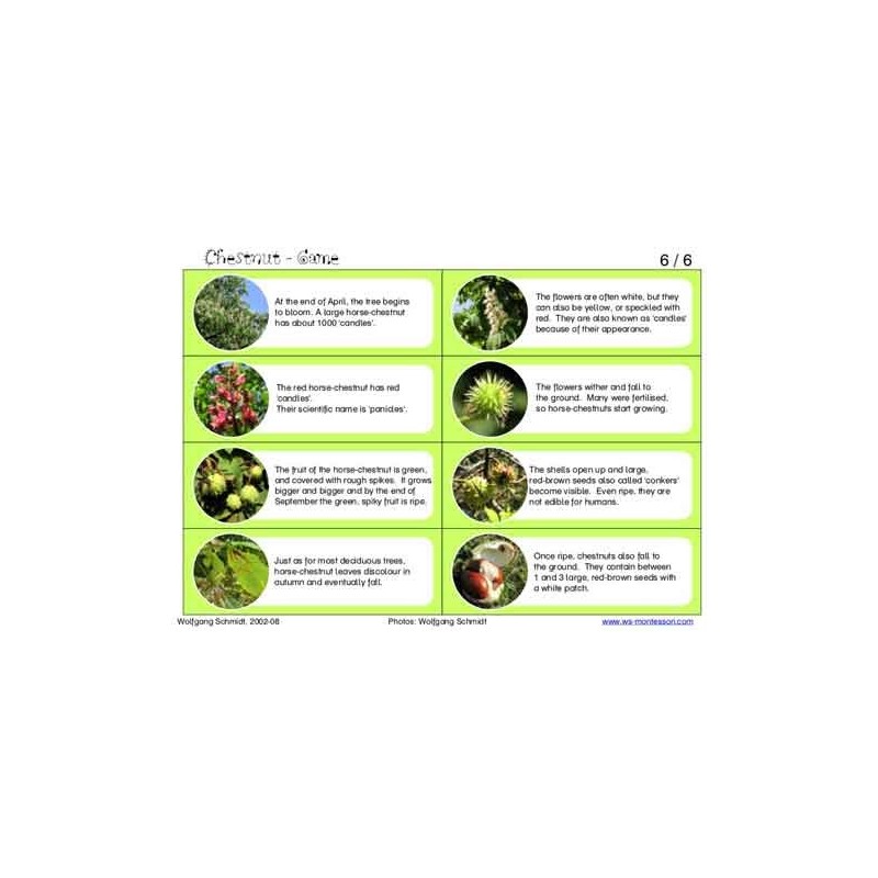 Horse-Chestnuts (This article is also available in German)