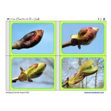 Horse-Chestnuts (This article is also available in German)