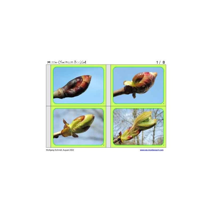 Horse-Chestnuts (This article is also available in German)