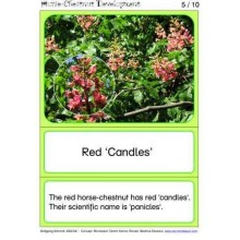 Horse-Chestnuts	 (Dieser Artikel ist auch in deutsch erhältlich)