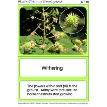 Horse-Chestnuts (This article is also available in German)