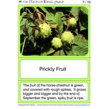 Horse-Chestnuts (This article is also available in German)
