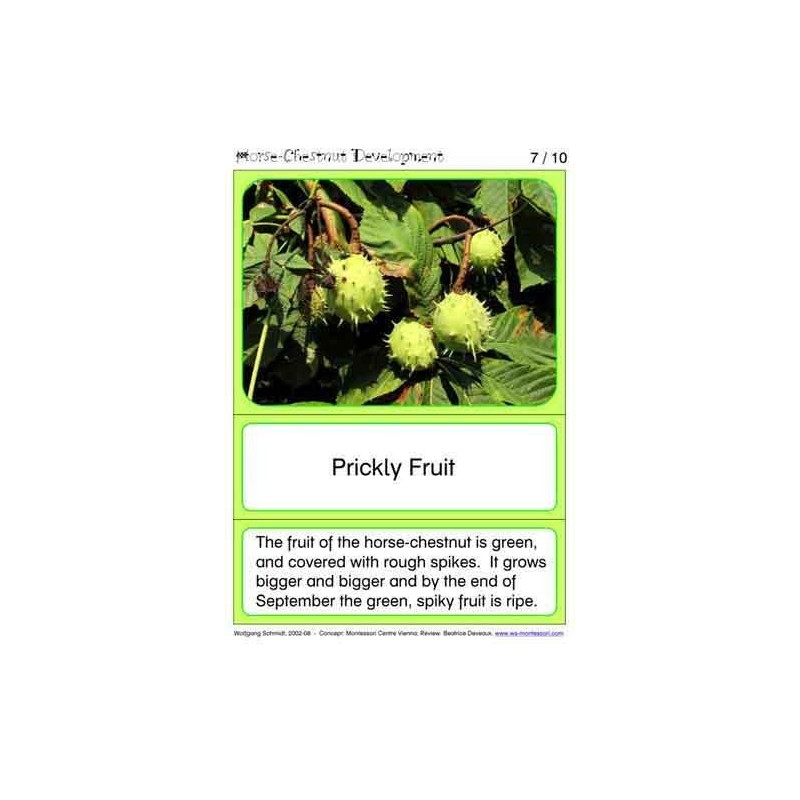 Horse-Chestnuts (This article is also available in German)