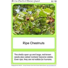 Horse-Chestnuts	 (Dieser Artikel ist auch in deutsch erhältlich)