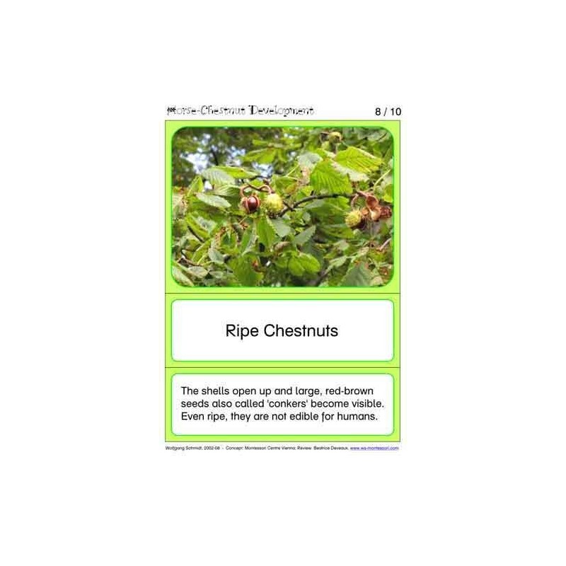 Horse-Chestnuts (This article is also available in German)