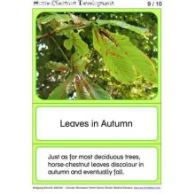 Horse-Chestnuts (This article is also available in German)