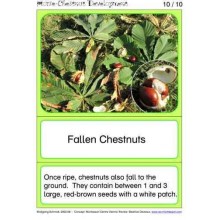 Horse-Chestnuts	 (Dieser Artikel ist auch in deutsch erhältlich)