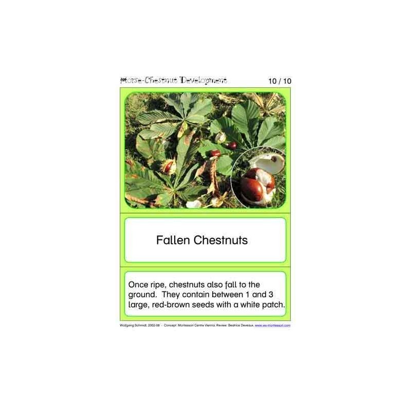 Horse-Chestnuts	 (Dieser Artikel ist auch in deutsch erhältlich)