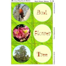 Horse-Chestnuts (This article is also available in German)