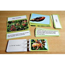 Horse-Chestnuts (This article is also available in German)