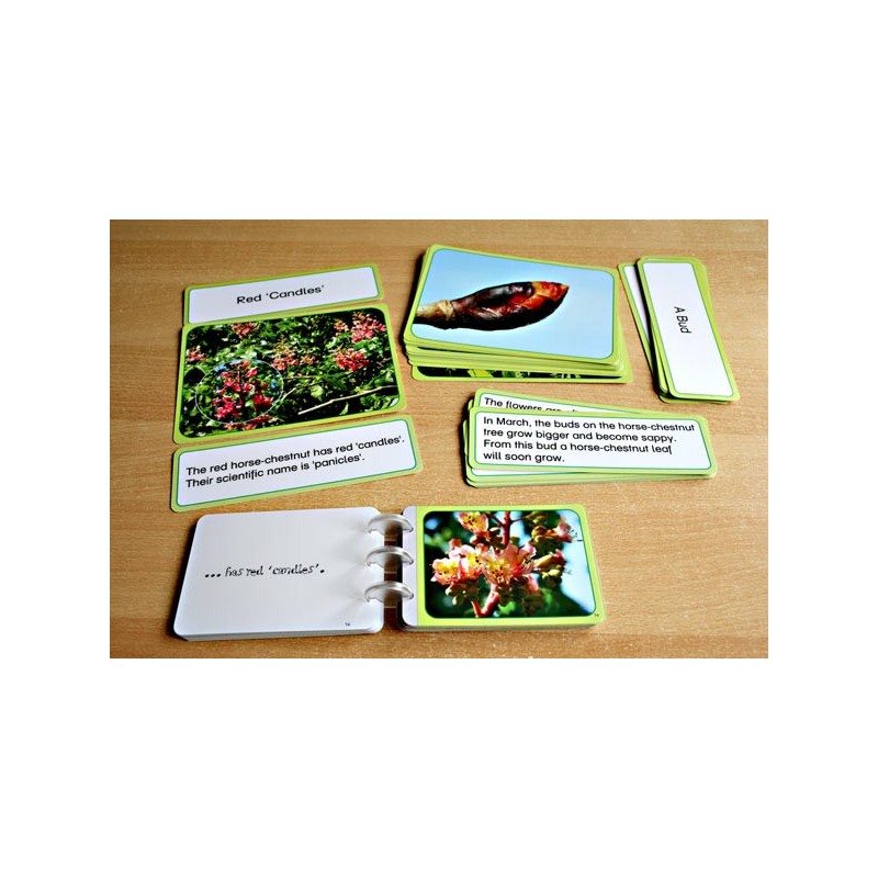 Horse-Chestnuts (This article is also available in German)