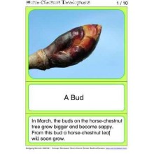 Horse-Chestnuts	 (Dieser Artikel ist auch in deutsch erhältlich)