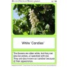 Horse-Chestnuts (This article is also available in German)