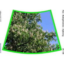 Annual circle for floor with photos 105cm