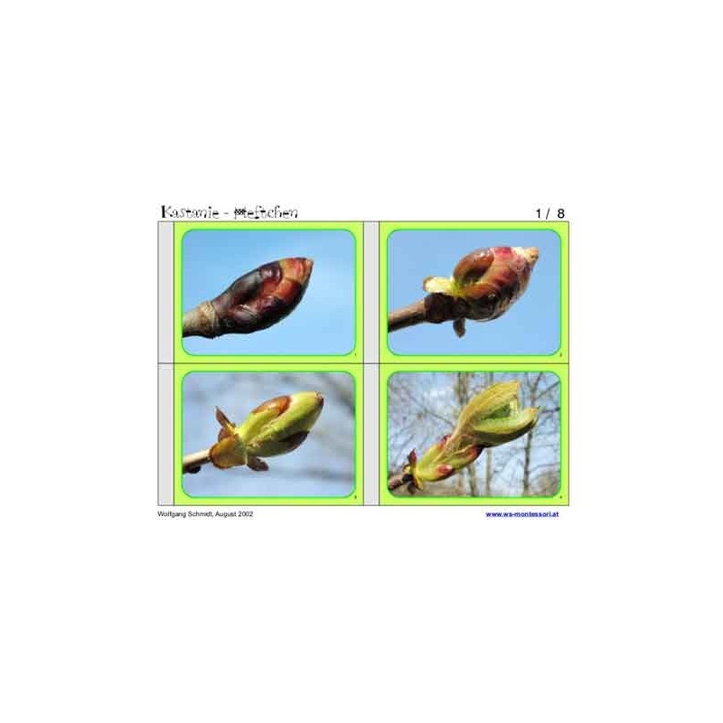 Kastanienmaterial