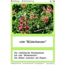 Gaštanový materiál