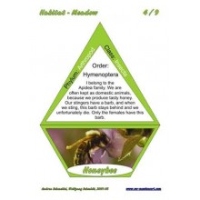 Meadow (This article is also available in German)