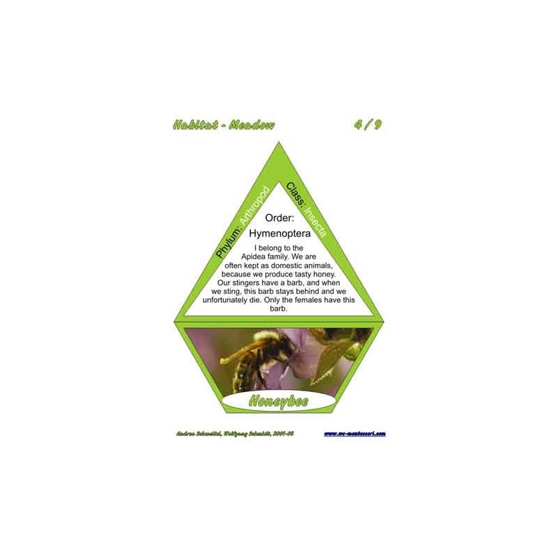 Meadow (Dieser Artikel ist auch in deutsch erhältlich)