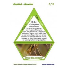 Meadow (This article is also available in German)