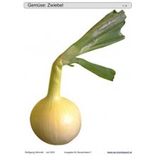 Posuvné a odkrývajúce vložky do hry - Zelenina Nemecko