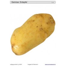 Schiebe- und Aufdeckspieleinlagen - Gemüse Österreich