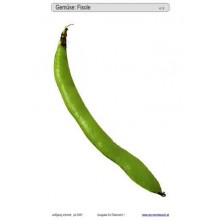 Schiebe- und Aufdeckspieleinlagen - Gemüse Österreich