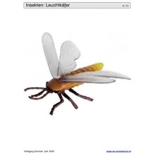 Schiebe- und Aufdeckspieleinlagen - Insekten