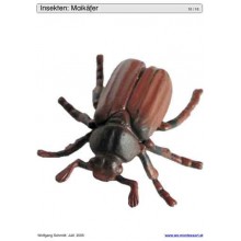 Schiebe- und Aufdeckspieleinlagen - Insekten