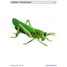 Schiebe- und Aufdeckspieleinlagen - Insekten