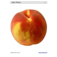 Schiebe- und Aufdeckspieleinlagen - Obst