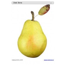 Schiebe- und Aufdeckspieleinlagen - Obst