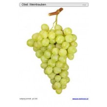 Schiebe- und Aufdeckspieleinlagen - Obst