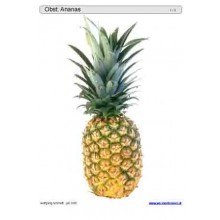 Schiebe- und Aufdeckspieleinlagen - Obst