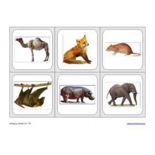 Vertebrates (This item is available in english)