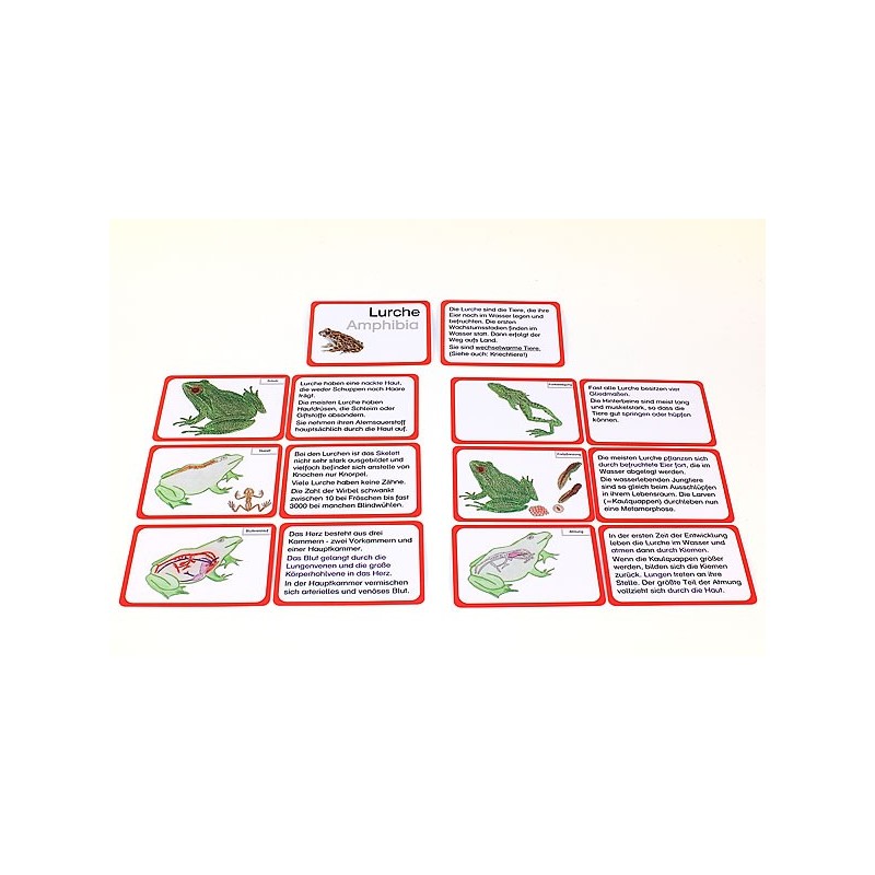 Vertebrates (This item is available in english)